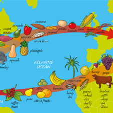 The Columbian Exchange is the name given to the various
foods, animals and other items that were discovered after
1492