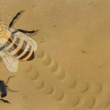 Are Bees Nature's Tiny Heroes? Published by Hungry Tomato