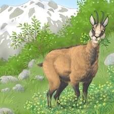 Illustration Tome 08 "La vie secrète des animaux" Editions 3 petits points France 2024