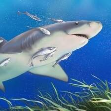 Illustration Tome 06 "La vie secrète des animaux" Editions 3 petits points France 2024