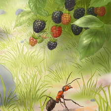 Illustration Tome 07 "La vie secrète des animaux" Editions 3 petits points France 2024