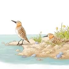 Illustration "Le grand livre des fables Kalila et Dimna" Editions Albouraq 2025