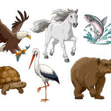 Educational spots - animals