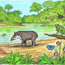 BELIZE WILDLIFE ANIMALS