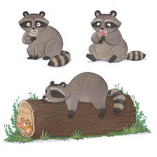Raccoons